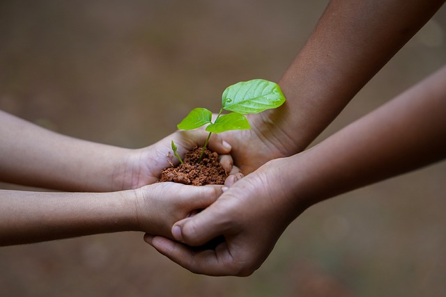 Mains d'adulte accueillant des mains d'enfant contenant une plante en terre