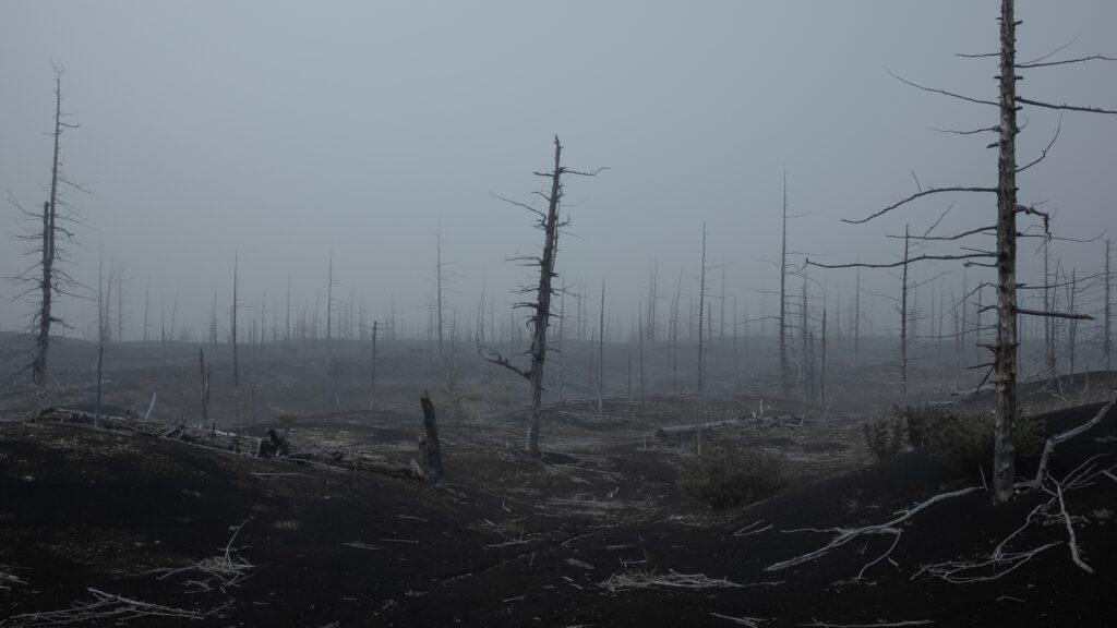 Photographie d'une forêt brûlée dans le brouillard et les reste de troncs maigres et calcinés.
