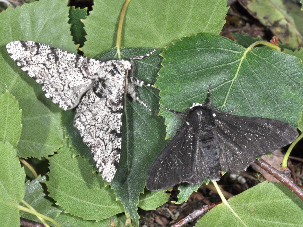 Deux papillons de l'espèce de la phalène, l'un gris clair, l'autre noir, sur des feuilles de bouleau.